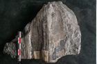 Foto (Detailansicht) von Todea lipoldi Stur (NHMW-GEO-2024-0188-10935)